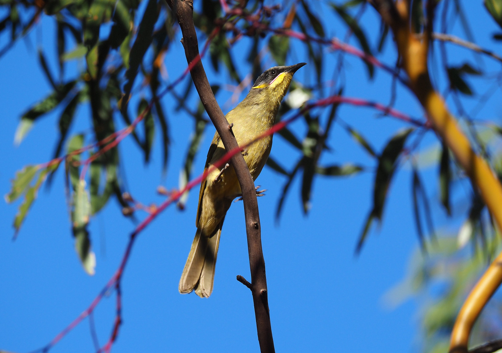 image Purple-gaped Honeyeater
